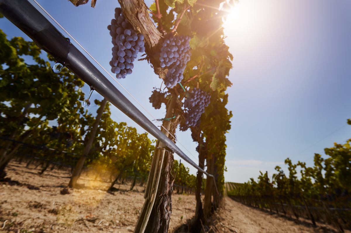 Uvas com sistema de irrigação